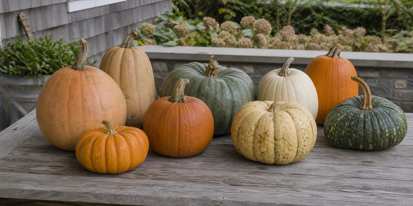 Orange, cream, tan, and green pumpkins arranged on a harvest table for comparison
